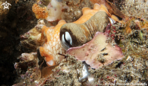 A Octopus tetricus | Common octopus