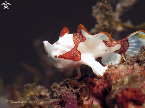 A Clown frogfish