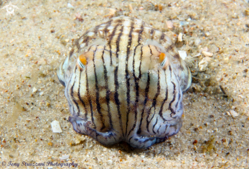 A Sepioloidea lineolata | Striped pajama squid