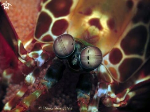 A peacock mantis shrimp