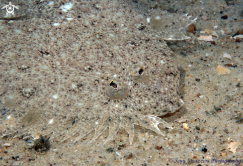 A Pseudorhombus jenynsii | Small Tooth Flounder