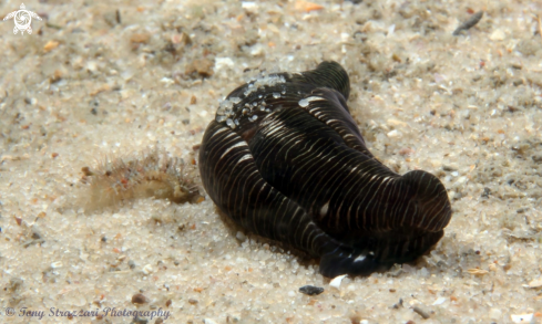 A Philinopsis lineolata | Striped Philinopsis