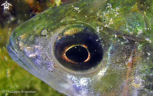 A european perch