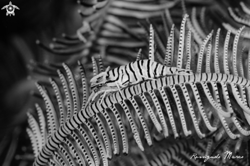 A Periclimenes amboinensis | commensal shrimp