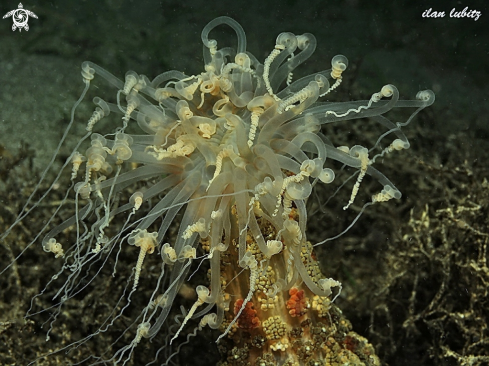 A Alicia sansibarensis cf | reef fish