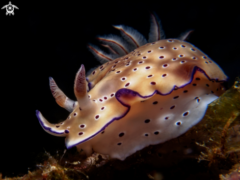 A  Hypselodoris tryon | Nudibranch