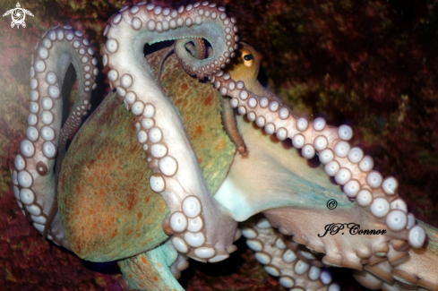 A Octopus Vulgaris | Poulpe 