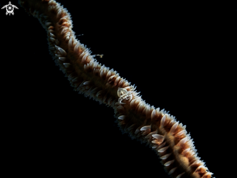 A Wire Coral Shrimp