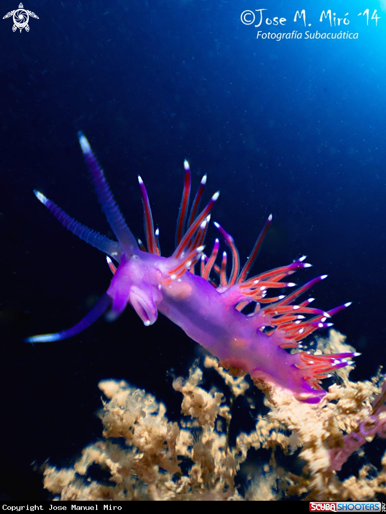 A Flabellina Affinis