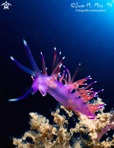 A Flabellina Affinis