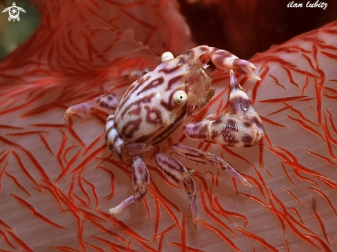 A Porcellanella picta | crab