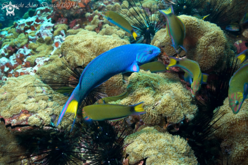 A Thalassoma lunare | Moon Wrasse