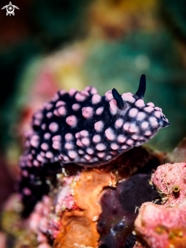 A Phyllidiella nigra | Varicose Wart Slug