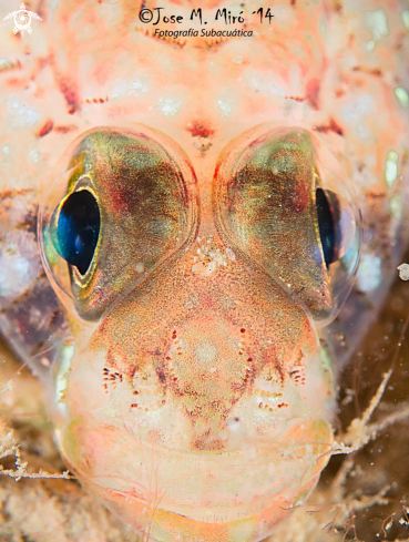 A Gobius Bucchichi