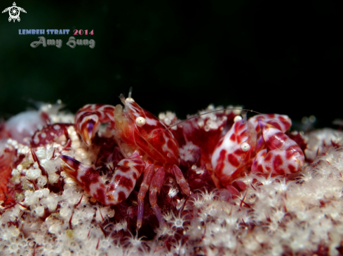 A Porcelain Crab