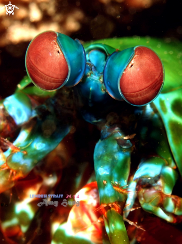 A Mantis Shrimp 