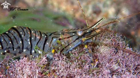 A Palaemon elegans | Crevette Bouquet