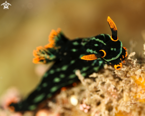 A nudibranch