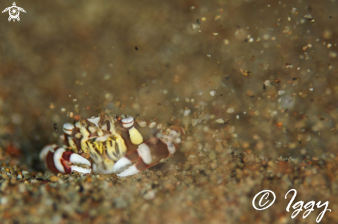 A harlequin crab
