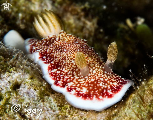 A nudibranch