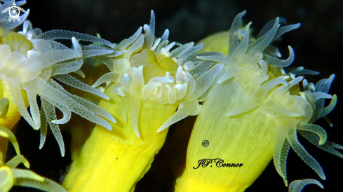 A Corail jaune solitaire