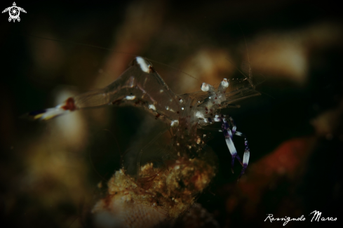 A commensal shrimp