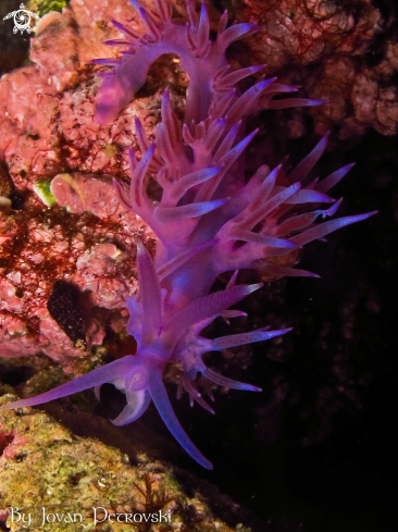 A Flabellina affinis | Purple flabeline.