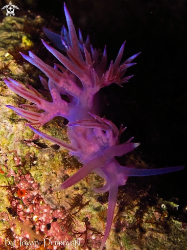 A Flabellina affinis | Purple flabeline.