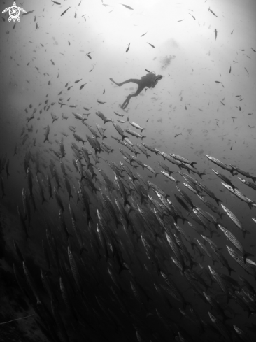 A Sphyraena qeniei | Chevron Barracuda