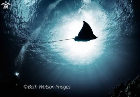 A Aetobatus narinari | Spotted Eagle Ray