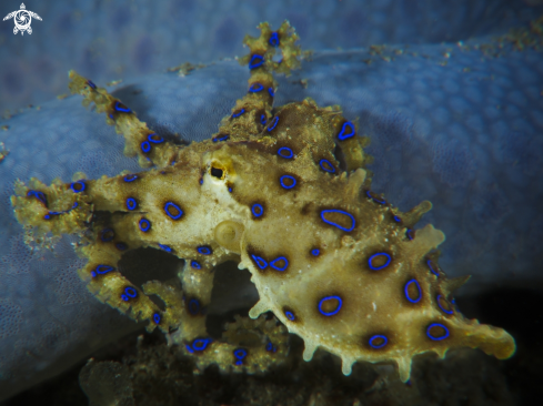 A Blue-Ringed Octopus | 