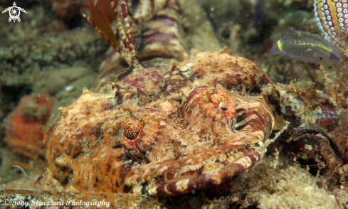 A Thysanophrys cirronasus | Rock flathead