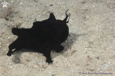 A Black anglerfish