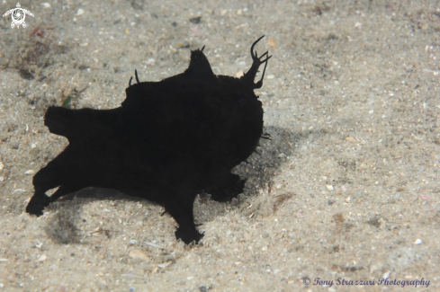 A Antennarius striatus  | Black anglerfish