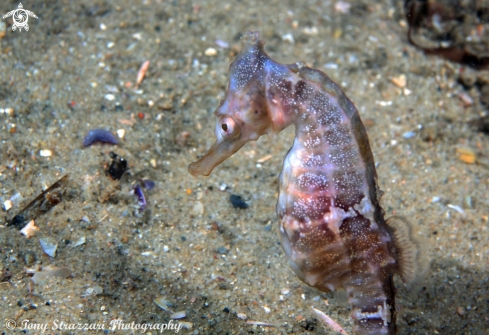 A Hippocampus whitei | White's seahorse