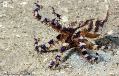 A Hapalochlaena fasciata  | Blue-lined Octopus