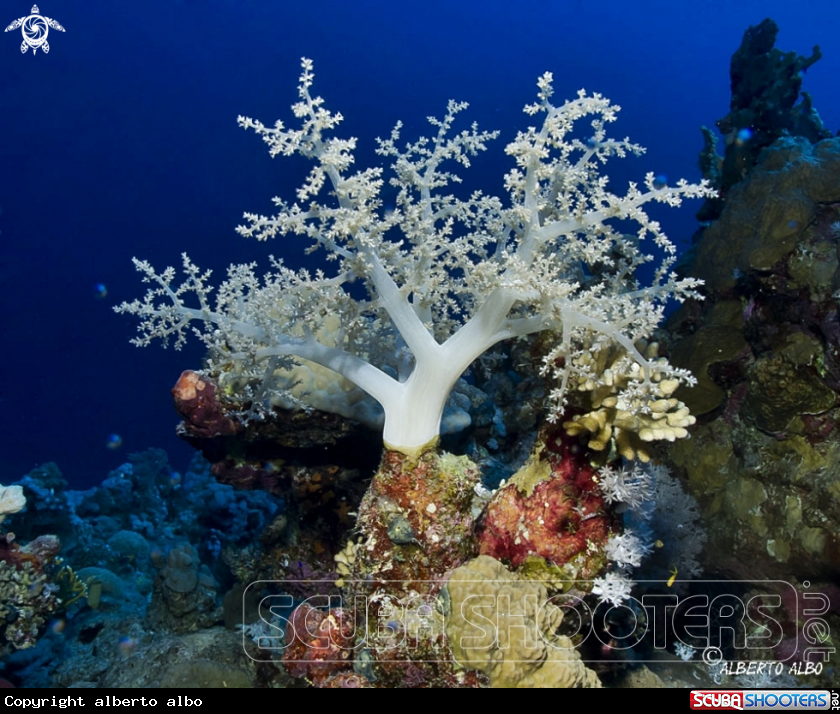 A Coral blando