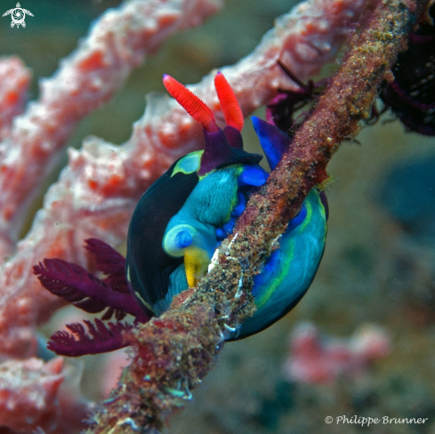 A Nudibranch