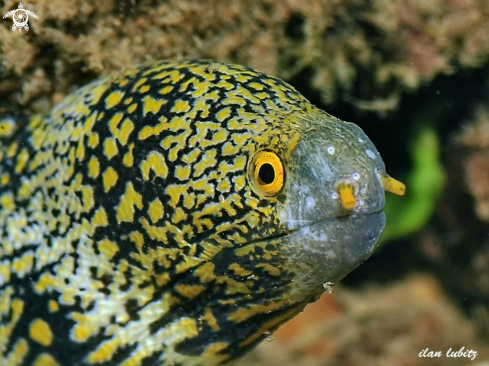 A Echidna nebulosa | Eel