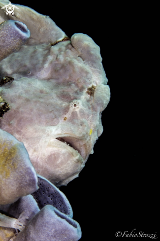 A Frogfish 