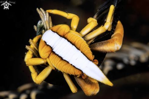 A Squat Lobster