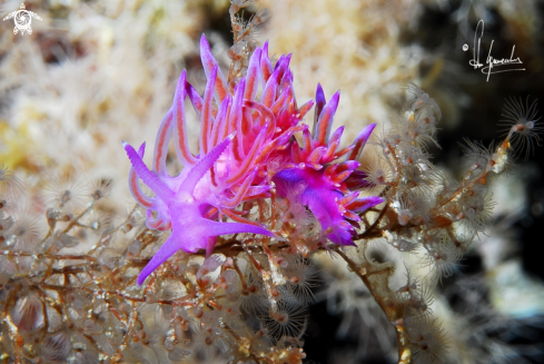 A Flabellina affinis | Flabellina affinis