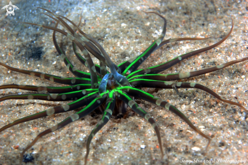 A Undescribed sea anemone