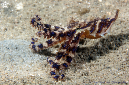 A Hapalochlaena fasciata  | Blue-lined octopus