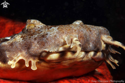 A Orectolobus ornatus | Dwarf ornate wobbegong