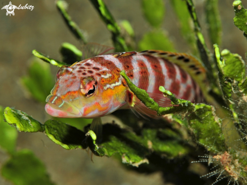 A Dwarf Hawkfish