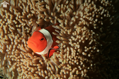 A anemone fish