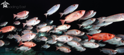 A Crescent-Tail Bigeye