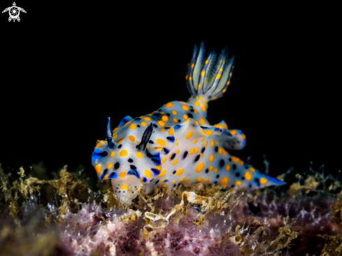 A Hypselodoris kanga | Nudibranch