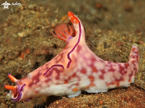 A nudibranch